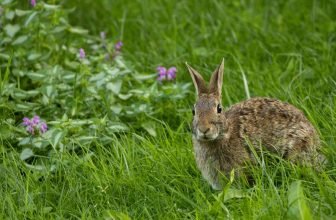 rabbit behavior foot thumping